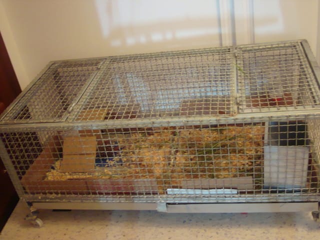 Un nouveau compagnon pour mon chon ?