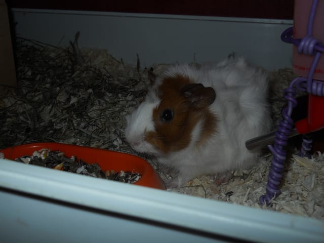 Gestation cochon d'inde