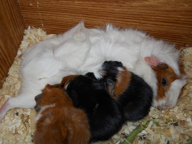 Qui serait intéressé pour adopter des chons ?