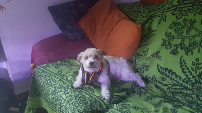 Présentation, nouveau propriétaire d'un très jeune chiot