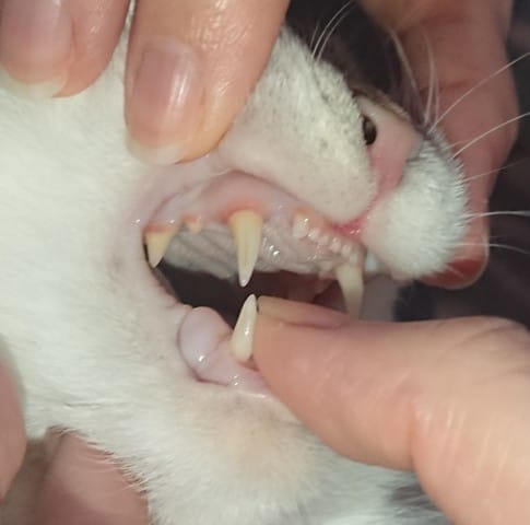 [Aide] Gencives de ma chatte