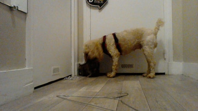 Chaton à peine seuvrée, chien un peu trop fan help