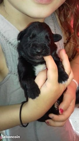 Qu'elle est la "race" de ce chiot ?
