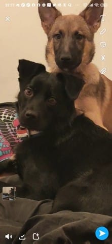 Chiot Malinois Jaloux de mon autre chien