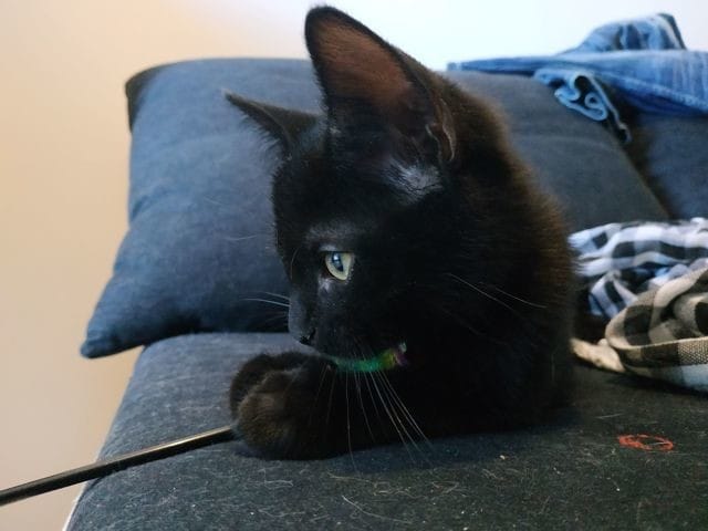 Énièmes conseils sur l'arrivée d'un deuxième chat