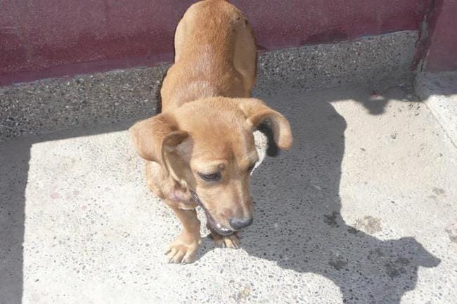 Quel est la race de ce chien ?