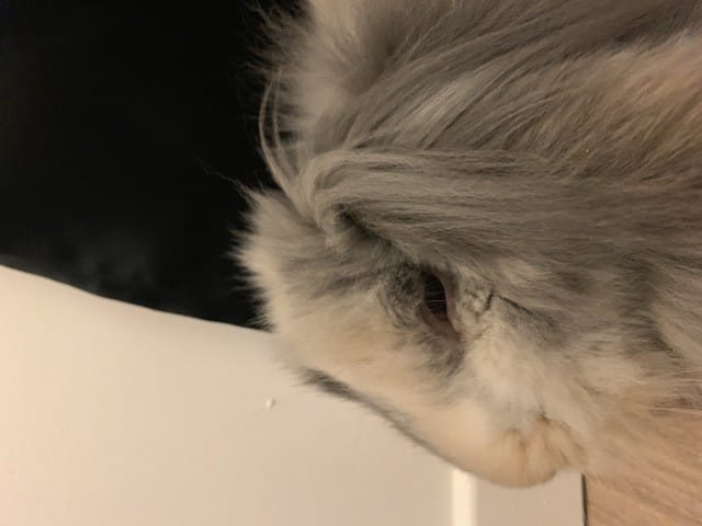 J’ai peur que mon lapin est là Myxomatose...