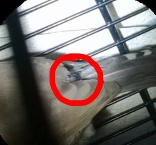 Mandarin femelle : PROBLEME !! 