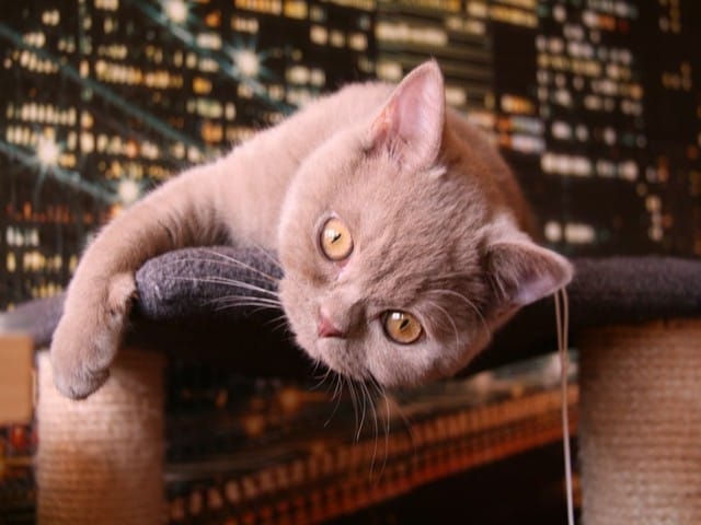 Couleur de la robe exact de mon chat
