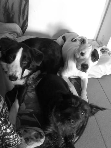 Petite question sur le mythique border collie inépuisable