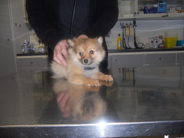Qui a 1spitz allemand ? (loulou de poméranie)