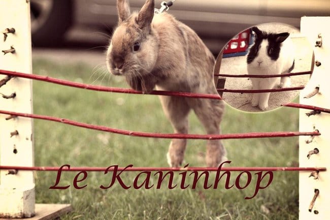 Connaissez-vous le Kaninhop ?