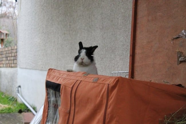 Lapin : Cage en extérieur, Pour ou Contre ?
