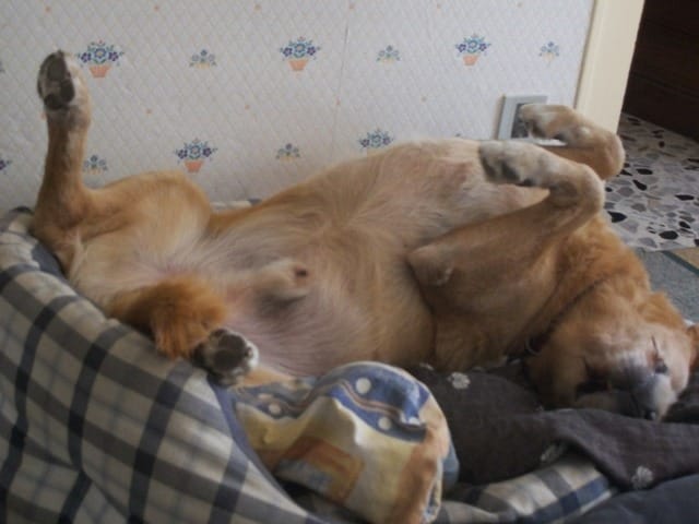 la boiterie chronique chez le chien