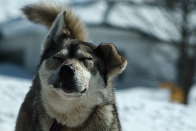 Représentation de Husky !