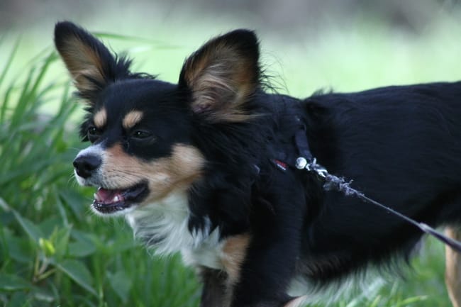 Shooting Chien
