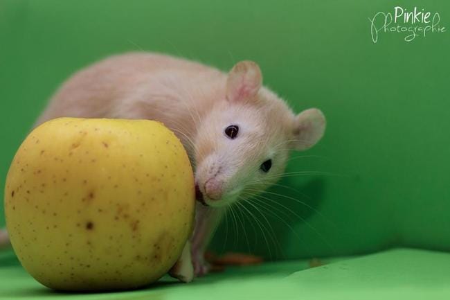 Les rats, c'est sale ...