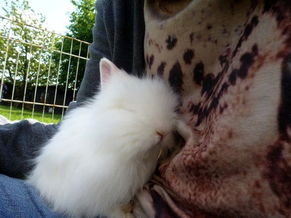 Quelle est la race de ce lapinou ?