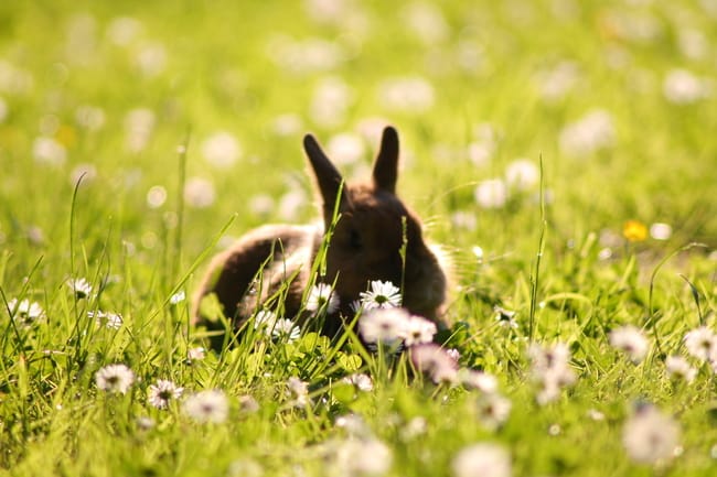Travaux d'été concernant les animaux