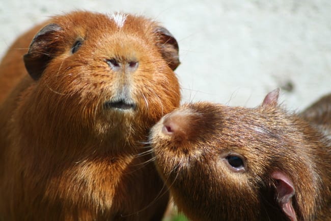 Goldy boite ...