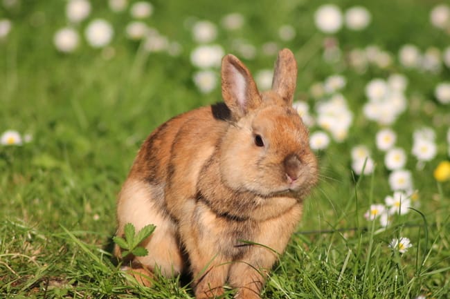hydrothérapie pour lapin, serait-ce efficace ? 