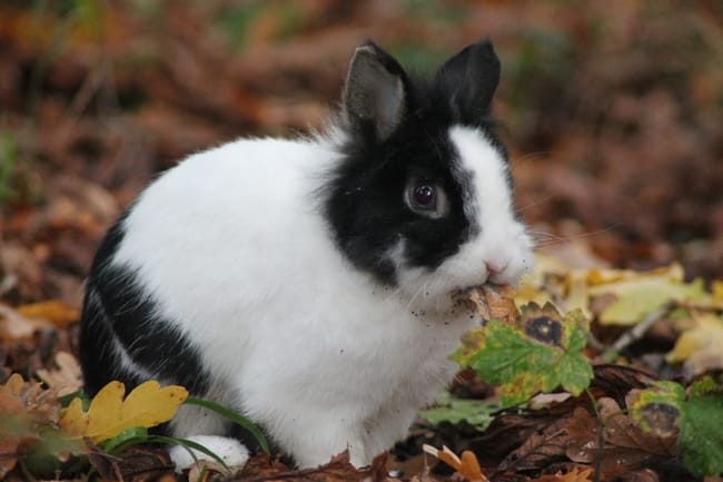 Concours photo animaux : Halloween ! 