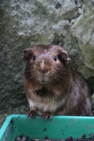 Entorse à l'épaule !