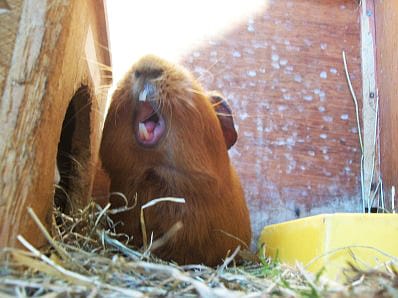 Concours photo : Des animaux trop rigolos ! 