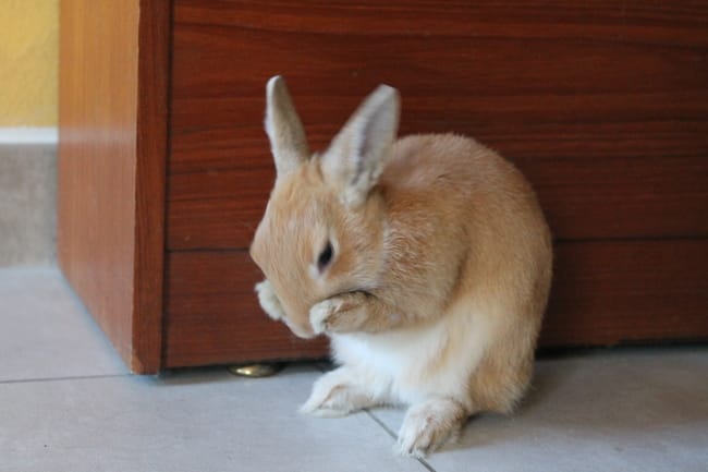 Lapin très (trop) agressif. 
