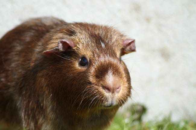 Je t'aimerais toujours ... Goldy [RIP]