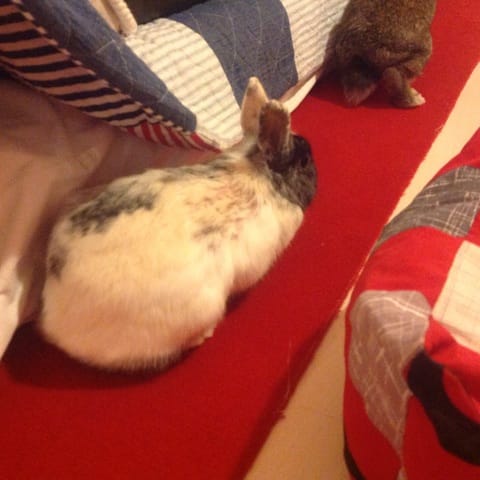 Help me Perte de poils 