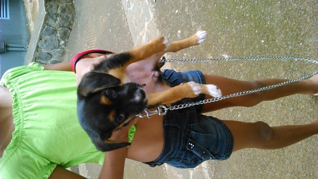 Voici Louna, Donnez moi une idée sur sa race.