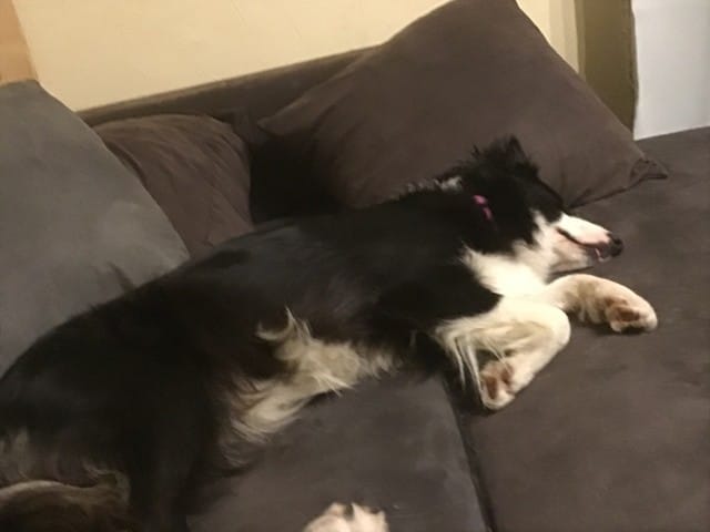 Chienne gestante signes de mise bas