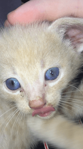 Couleur yeux et races