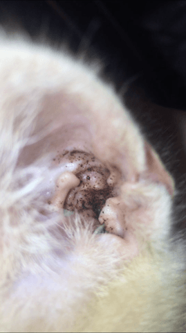 Mon chaton à-t-il la gale auriculaire ?