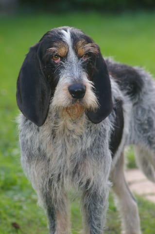 Race d'un chien ?