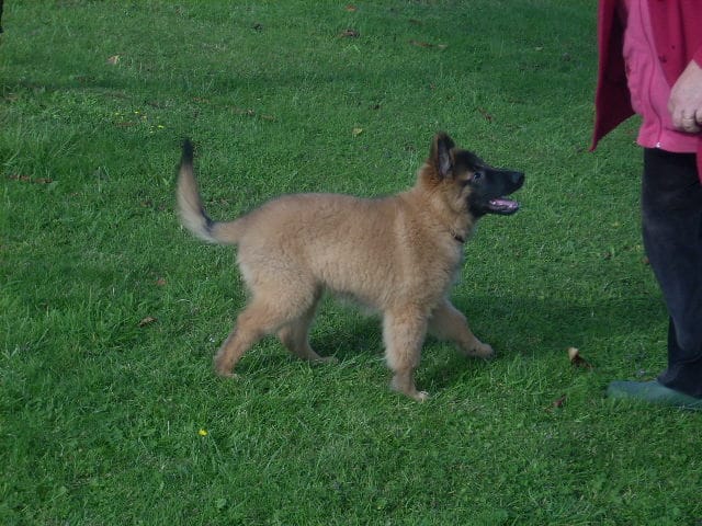 promenade avec chien ou chiot dans le 42