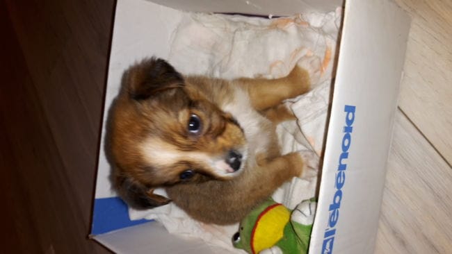 Quelle est la race de mon chien?