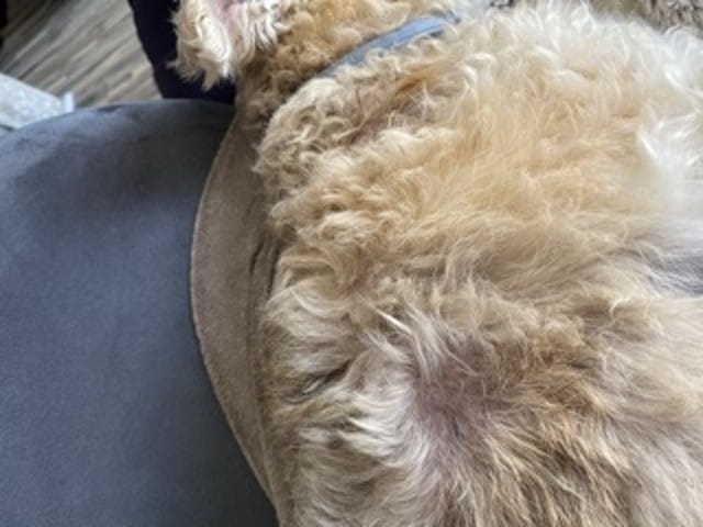 Mon chien s’arrache les poils