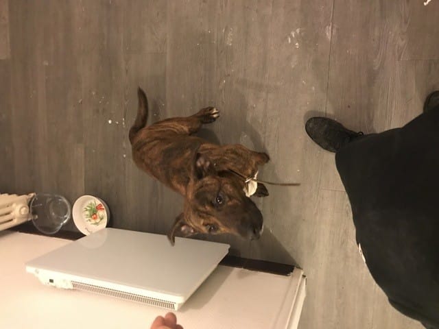 J’aimerai savoir la race de mon chien