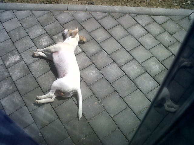 Partir à la Réunion avec Filou