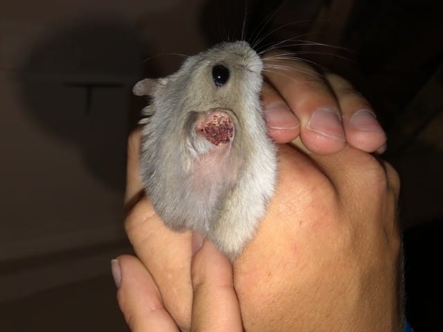 Boule oreille hamster