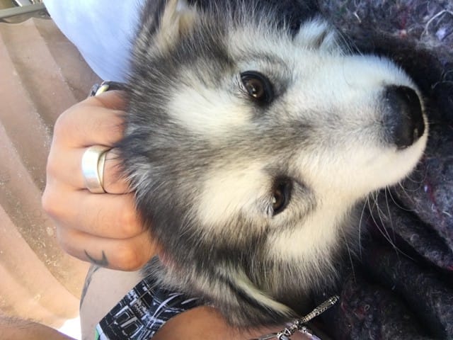 Malamute de deux mois