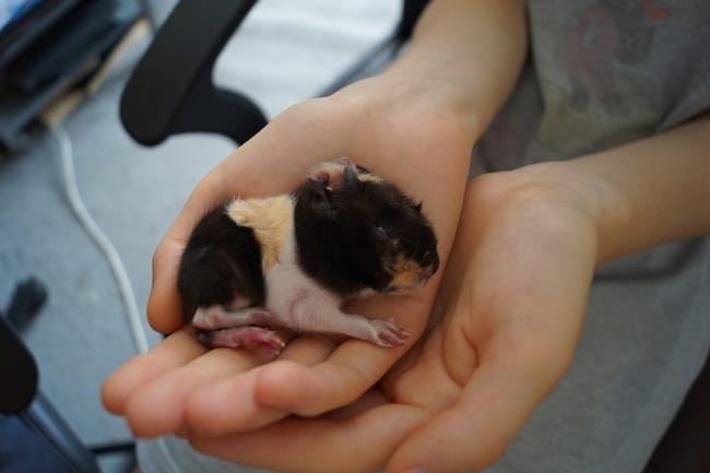 Bébé cochon d'inde faible