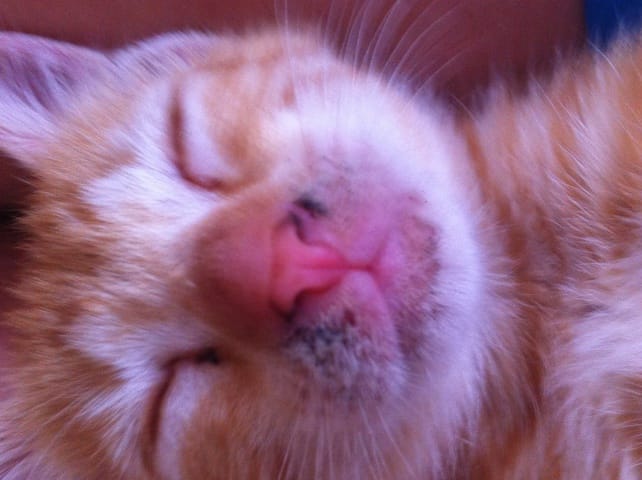 Croûtes museau chaton