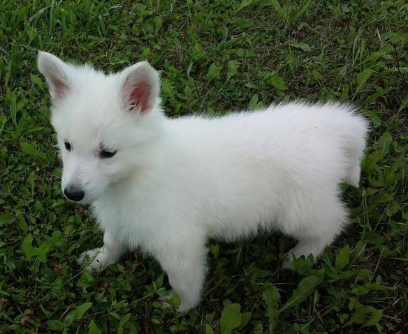 Dur dur d'élever un Chiot