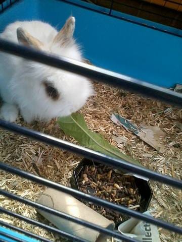 Comment dresser un lapin?