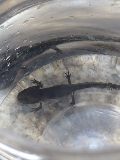 Besoins d'identification d'un tétard