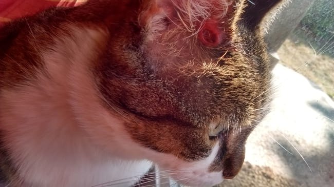 Mon chat saigne de l'oreille