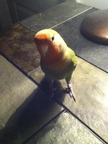 Mon oiseau Bella s'est éteinte. R.I.P